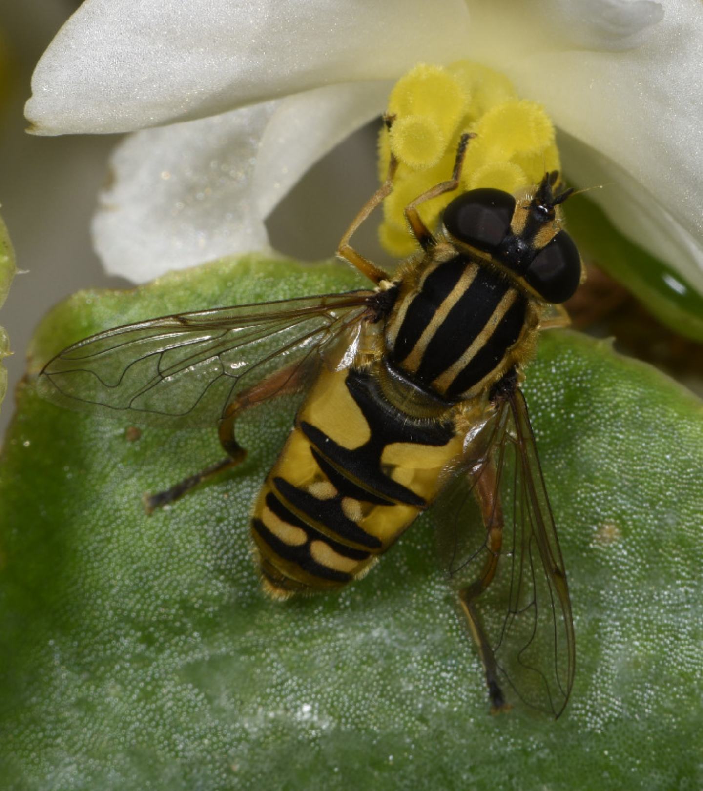 Syrphidae: Heliophilus pendulus